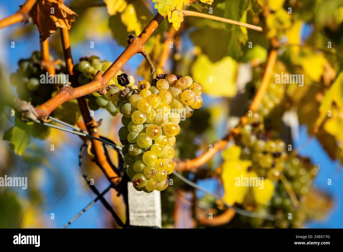 Trauben in voller Reife und bereit für die Ernte. Herbstbild bei warmem Sonnenlicht Stockfoto