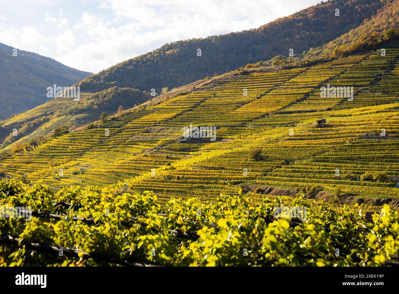 Weinberg mit Herbstblattfarben. Sicht auf die Weinbauwirtschaft in Wachau, Osterreich Stockfoto