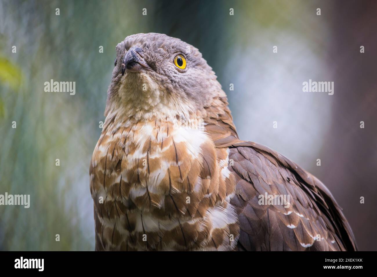 Portrait-Nahaufnahme eines Adlergesichts Stockfoto