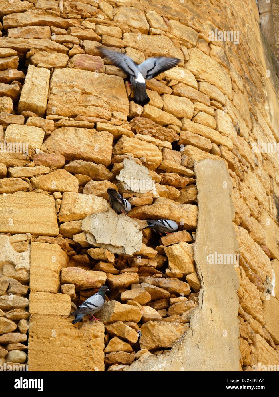 Tauben, die Mauermörtel essen, fügen Kalzium zu ihrer Ernährung auf einer alten Mauer in Sarlat, Dordogne, Frankreich Stockfoto