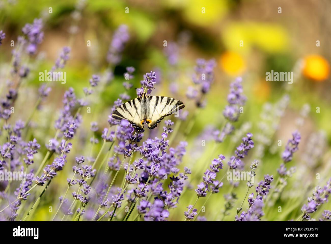 Hintergrund Schmetterling- und Lavendelblumen Stockfoto