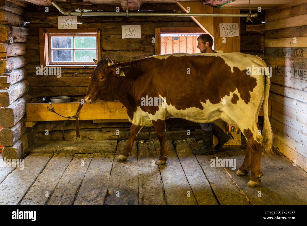 Der alpine Landwirt Manfred Huber führt eine seiner zehn Pinzgau-Kühe der seltenen, gefährdeten Rasse aus dem Stall der Filzmoosalm im Großartltal, Salzburg, Österreich, nach dem Melken heraus. Namensschilder an der Wand, darunter „Sissi“ und „Zirm“, markieren die einzelnen Boxen. Stockfoto