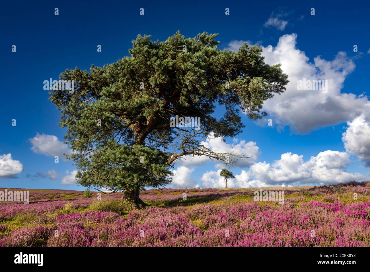 Two Pines, Commondale Moor, North York Moors, North Yorkshire Stockfoto