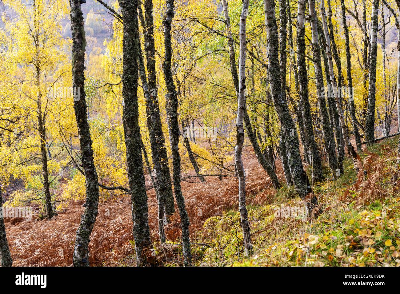 Herbst Silver Birches, Glen Affric bei Cannich, Highlands Scotland Stockfoto