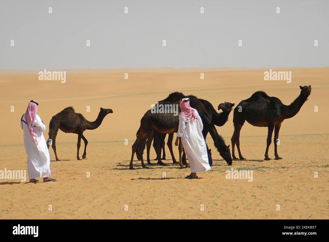 Melken des Dromedariums. Rub Al Khali Wüste. Saudi-Arabien. Stockfoto