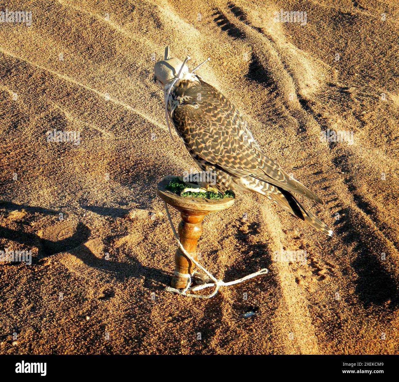 Hawk. Arabische Wüste. Saudi-Arabien. Stockfoto