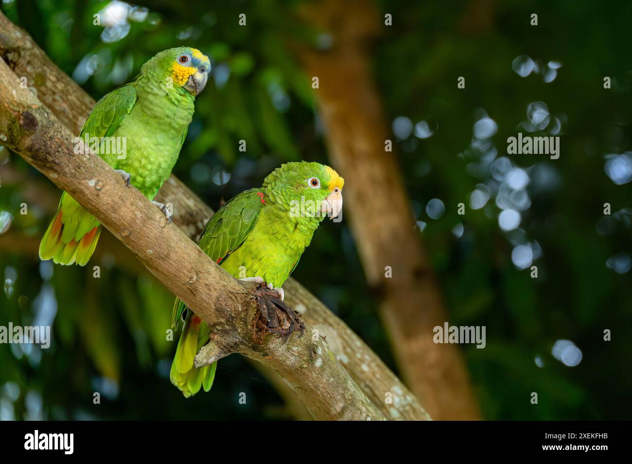 Amazona amazonica (orange-geflügelte Amazonas) und Amazona ochrocephala (gelb gekrönte Amazonas). Malagana, Bolivar. Wil Stockfoto