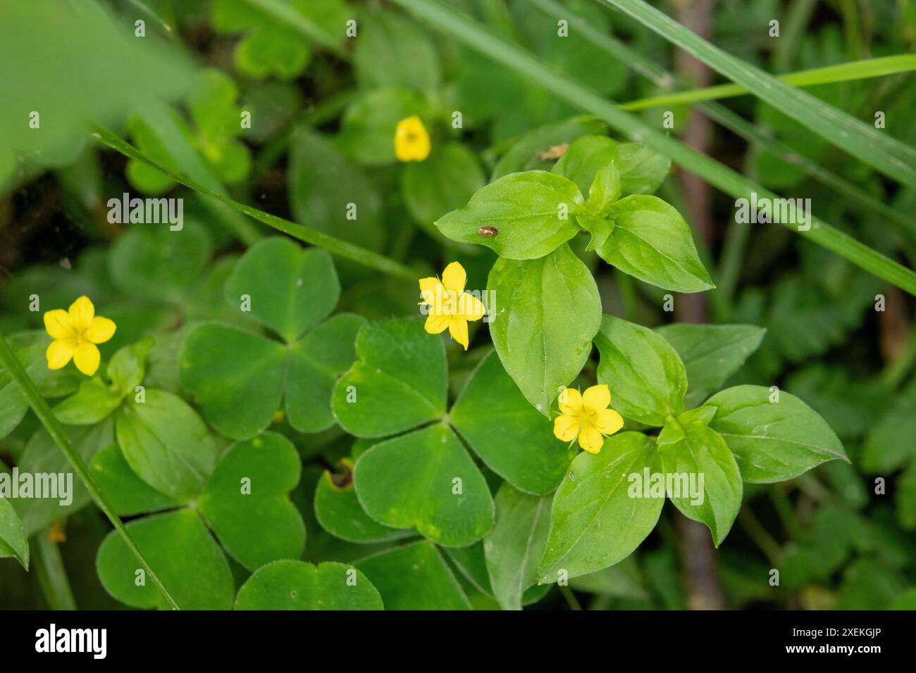 Gelbe Pimpernel-Wildblume Stockfoto