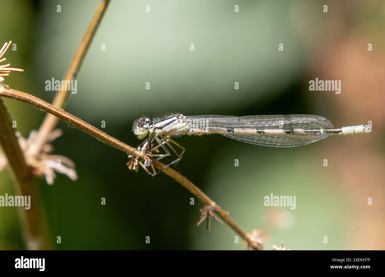 Gemeine blaue Damselfliege hoch oben Stockfoto