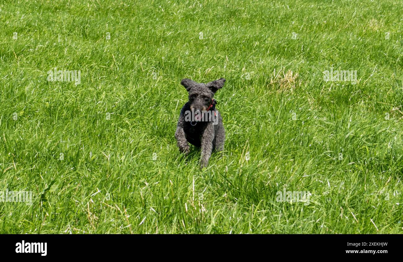 Hund, der im Sommer durch das Grasfeld läuft Stockfoto