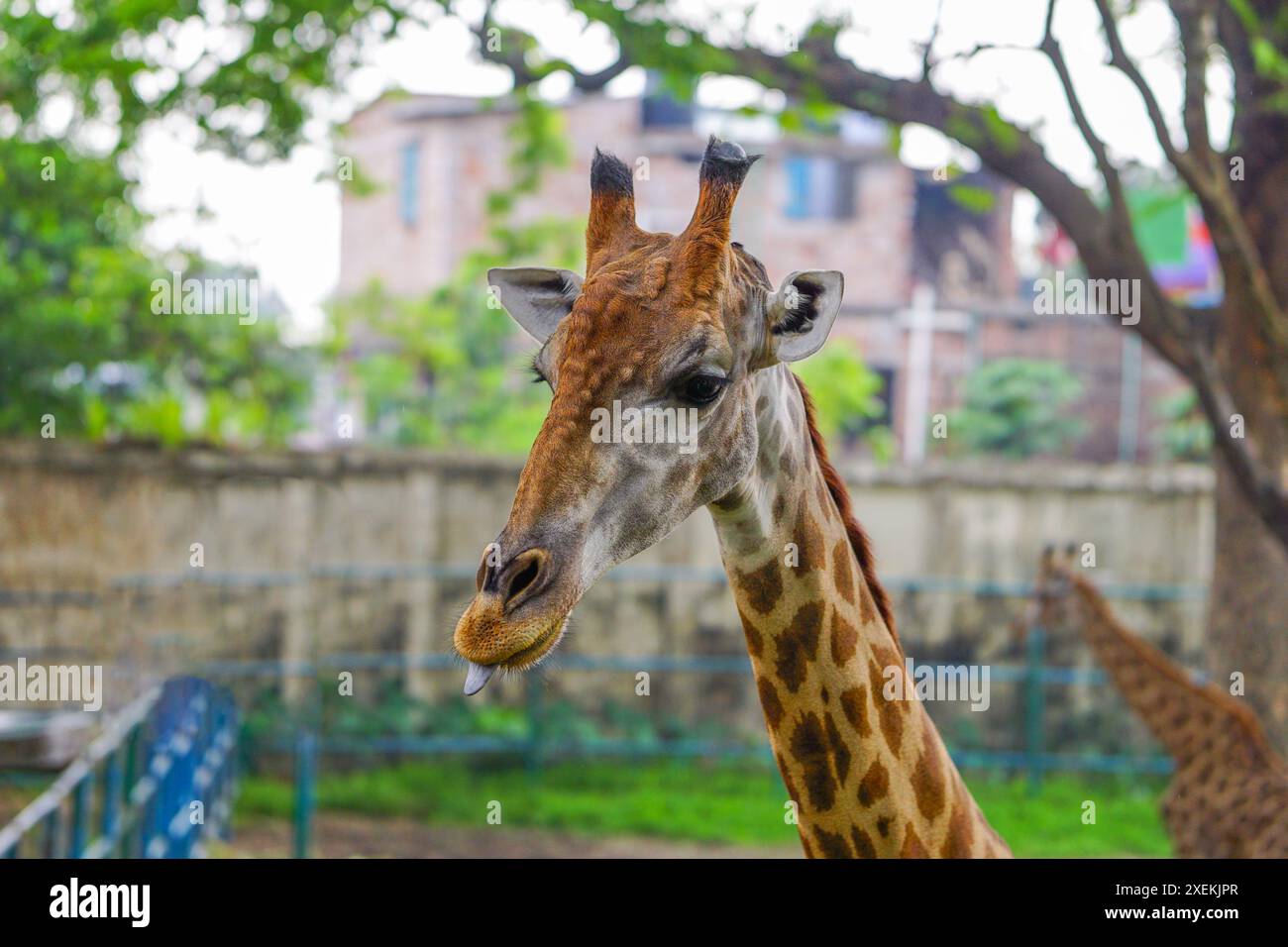 Nahaufnahme eines Giraffen-Kopfes Stockfoto