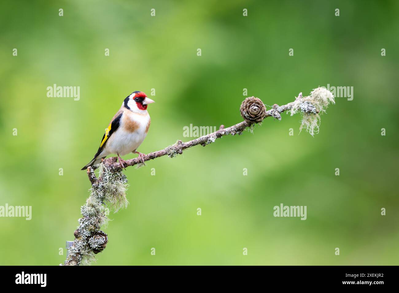 Männlicher Goldfinch, Carduelis carduelis, hockt auf einem Flechtenzweig Stockfoto
