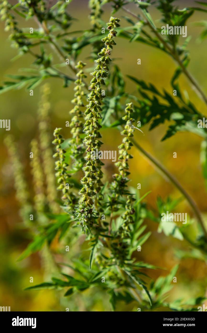 Ambrosia trifida, der Riesenragweed, ist eine blühende Pflanzenart aus der Familie der Asteraceae. Stockfoto