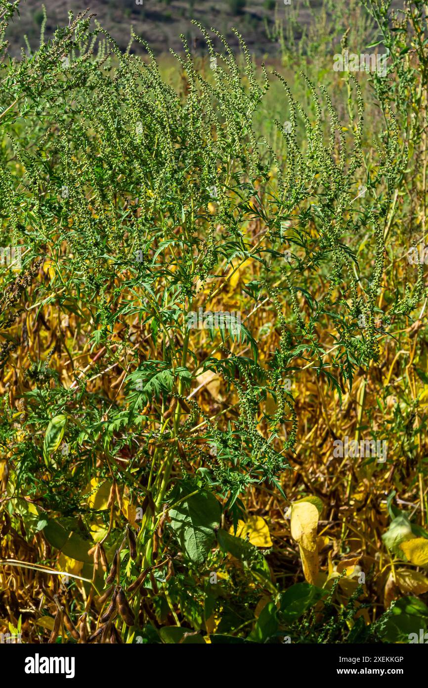 Ambrosia trifida, der Riesenragweed, ist eine blühende Pflanzenart aus der Familie der Asteraceae. Stockfoto