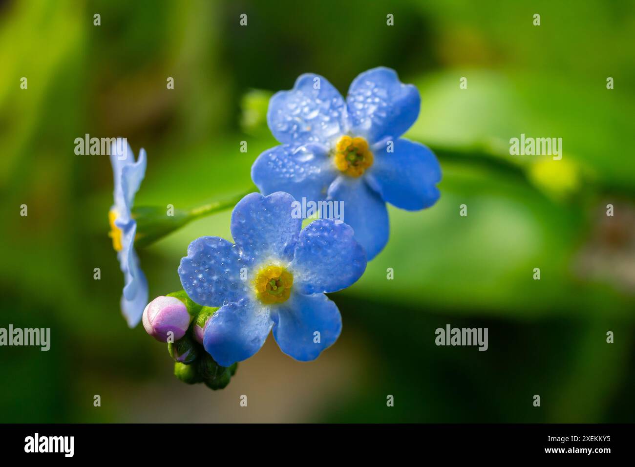 Kleine blaue Blüten von Vergissmeinnicht-Blumen. Nahaufnahme. Stockfoto