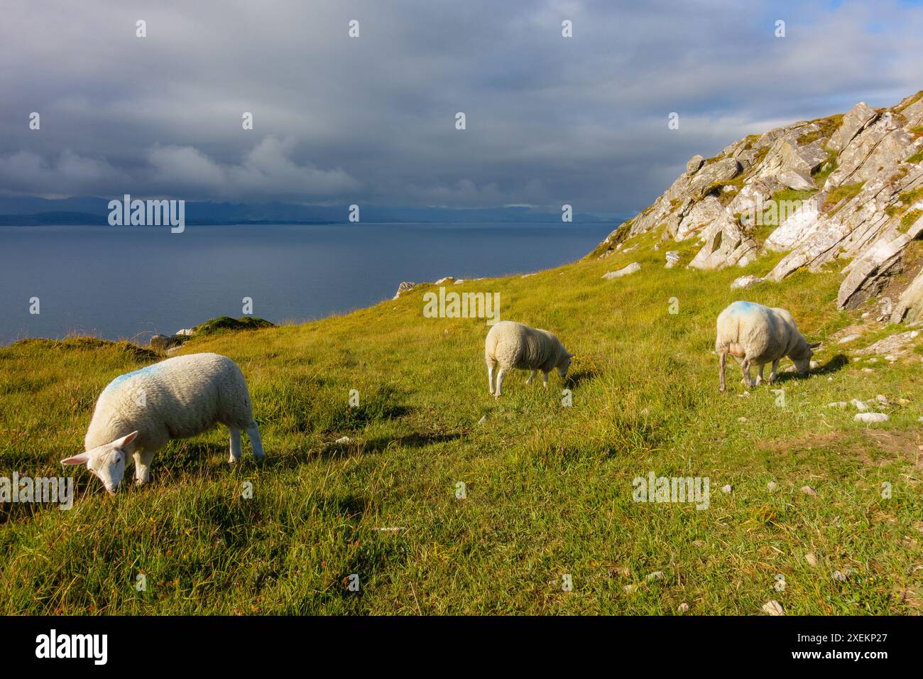 Irland Schafslandschaften Stockfoto