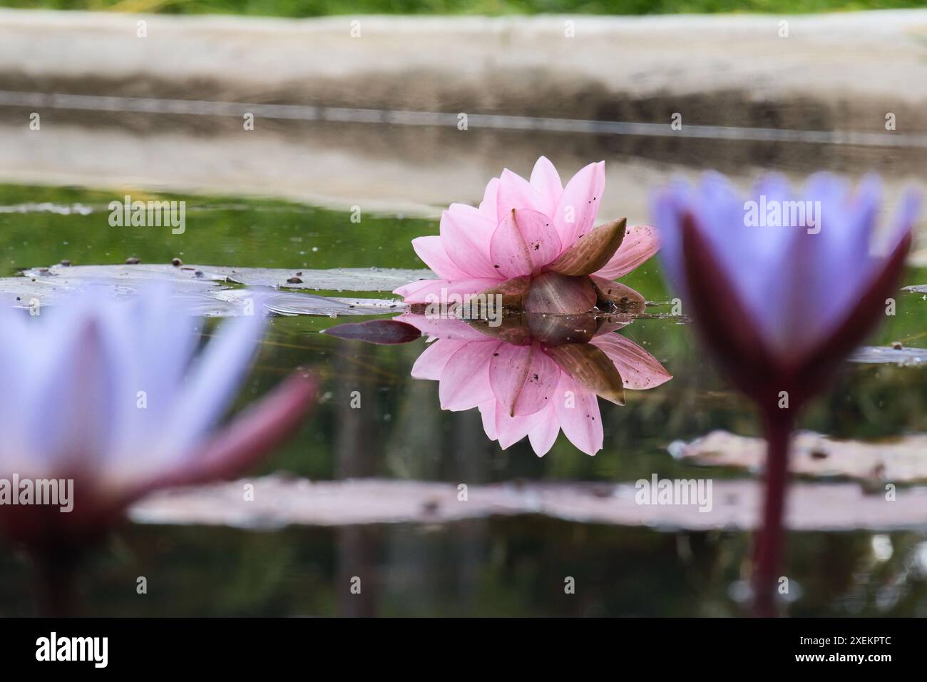 Eine Nahaufnahme einer Seerose mit zarten violetten Blüten und einem hellgelben Zentrum, die ruhig auf einem Teich schwebt. Der angrenzende Lilienaufsatz trägt zur Natu bei Stockfoto