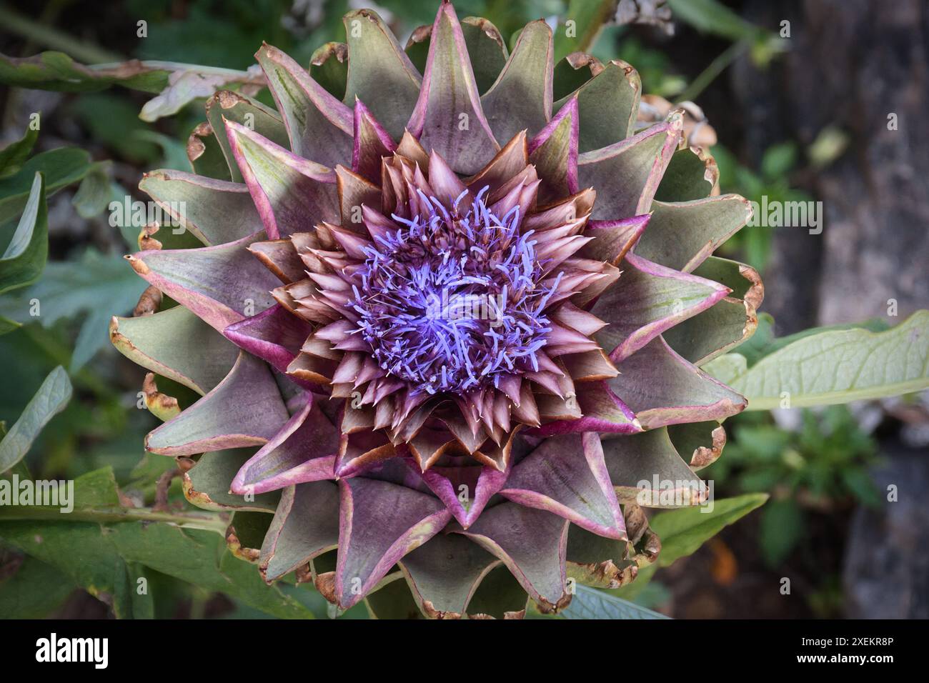 Eine lila Seerose in voller Blüte, mit einer auffälligen gelben Mitte, sitzt auf einem ruhigen Teich neben einem Lilienpad. Das stille Wasser und die natürliche Umgebung Stockfoto