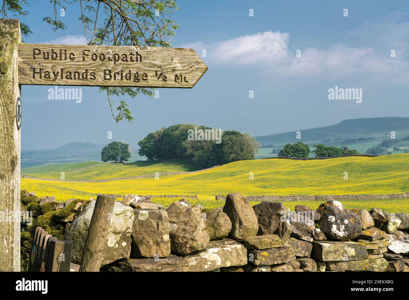 Wild Flower Wiadows in Upper Wensleydale, North Yorkshire, UK Stockfoto