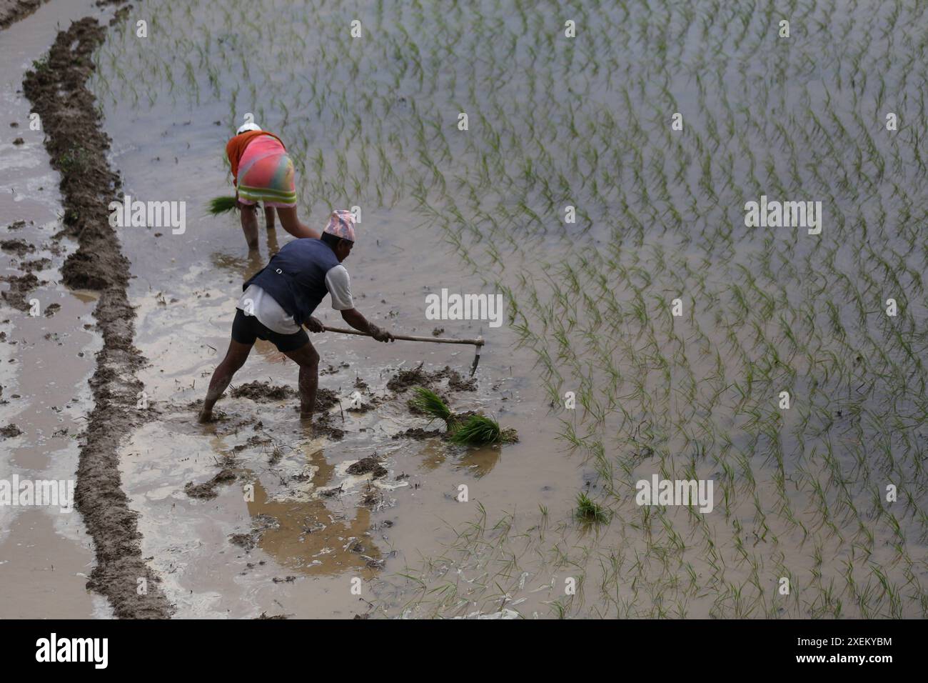 NEPAL-PADDY FARMING-ROPAIN-MONSUN Ein nepalesischer Landwirt bereitet das Feld vor, um die Paddy-Setzlinge am 28. Juni 2024 in Lalitpur in Nepal zu verpflanzen. Die nepalesischen Bauern, die Ropain genannt wird, Pflanzen die Reihensäpfel ab dem Monat Juni, der jedes Jahr bis Juli dauern kann. Copyright: XSubashxShresthax Stockfoto