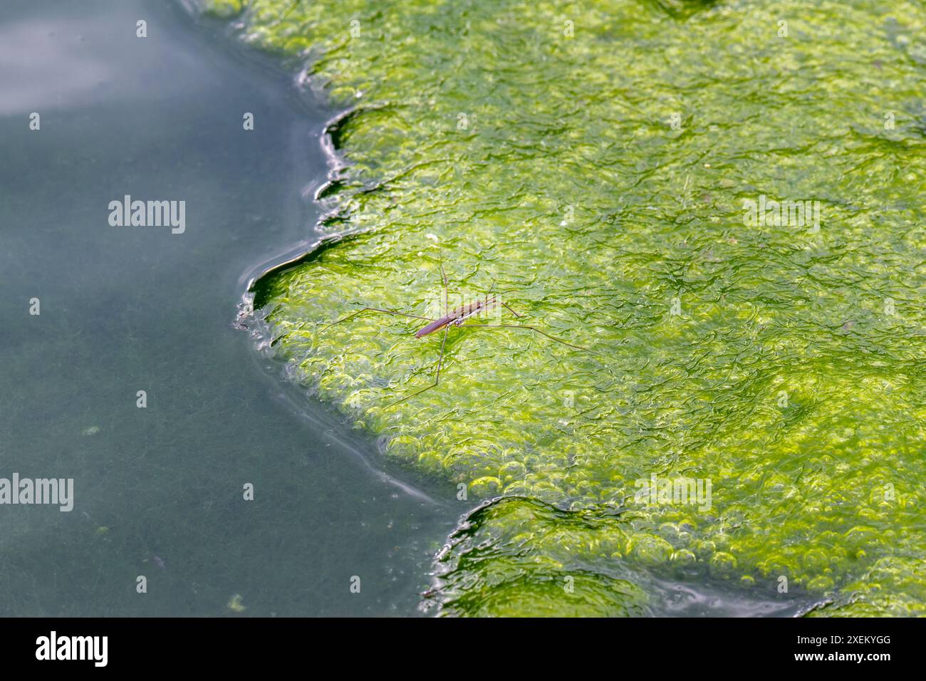 Ein zarter Wasserstreifer gleicht Blasen aus leuchtenden grünen Algen in einem Süßwasserteich aus. Die Komplexität der Natur in Wulai, Taiwan. Stockfoto