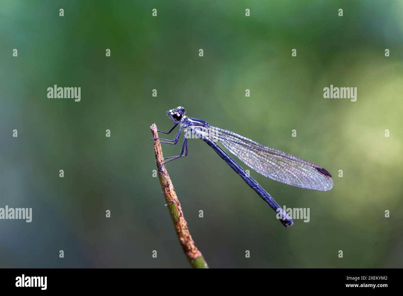 Eine leuchtend blaue Damselfliege liegt auf einem Zweig, mit transparenten Flügeln und schlanker Form. Gefangen in seinem natürlichen Lebensraum, Wulai, Taiwan. Stockfoto