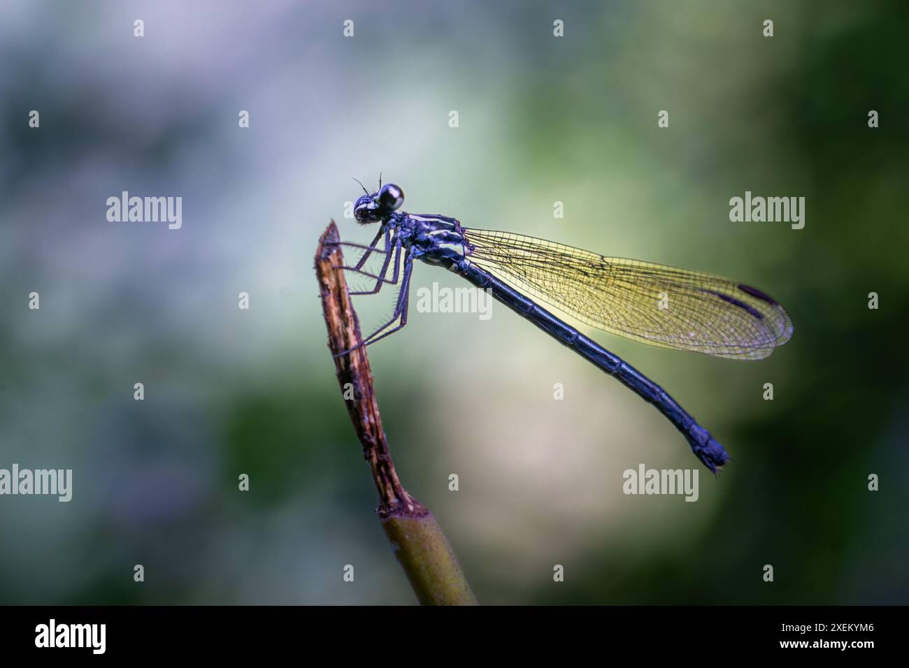 Eine leuchtend blaue Damselfliege liegt auf einem Zweig, mit transparenten Flügeln und schlanker Form. Gefangen in seinem natürlichen Lebensraum, Wulai, Taiwan. Stockfoto