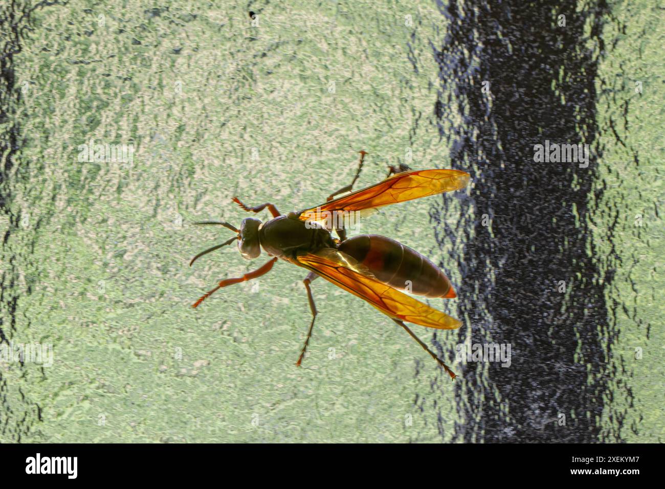 Detailansicht der rotbraunen Polistes gigas. Auf transparentem Fensterglas. Halten Sie lebendige Flügel- und Körperstrukturen fest, Taiwan. Stockfoto