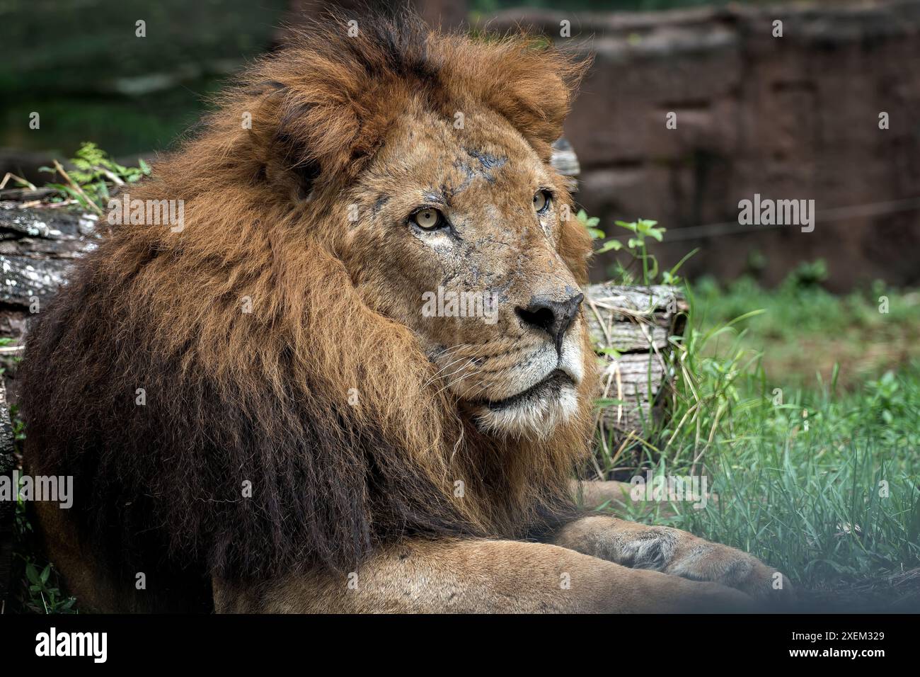 Männlicher afrikanischer Löwe in Gefangenschaft Stockfoto