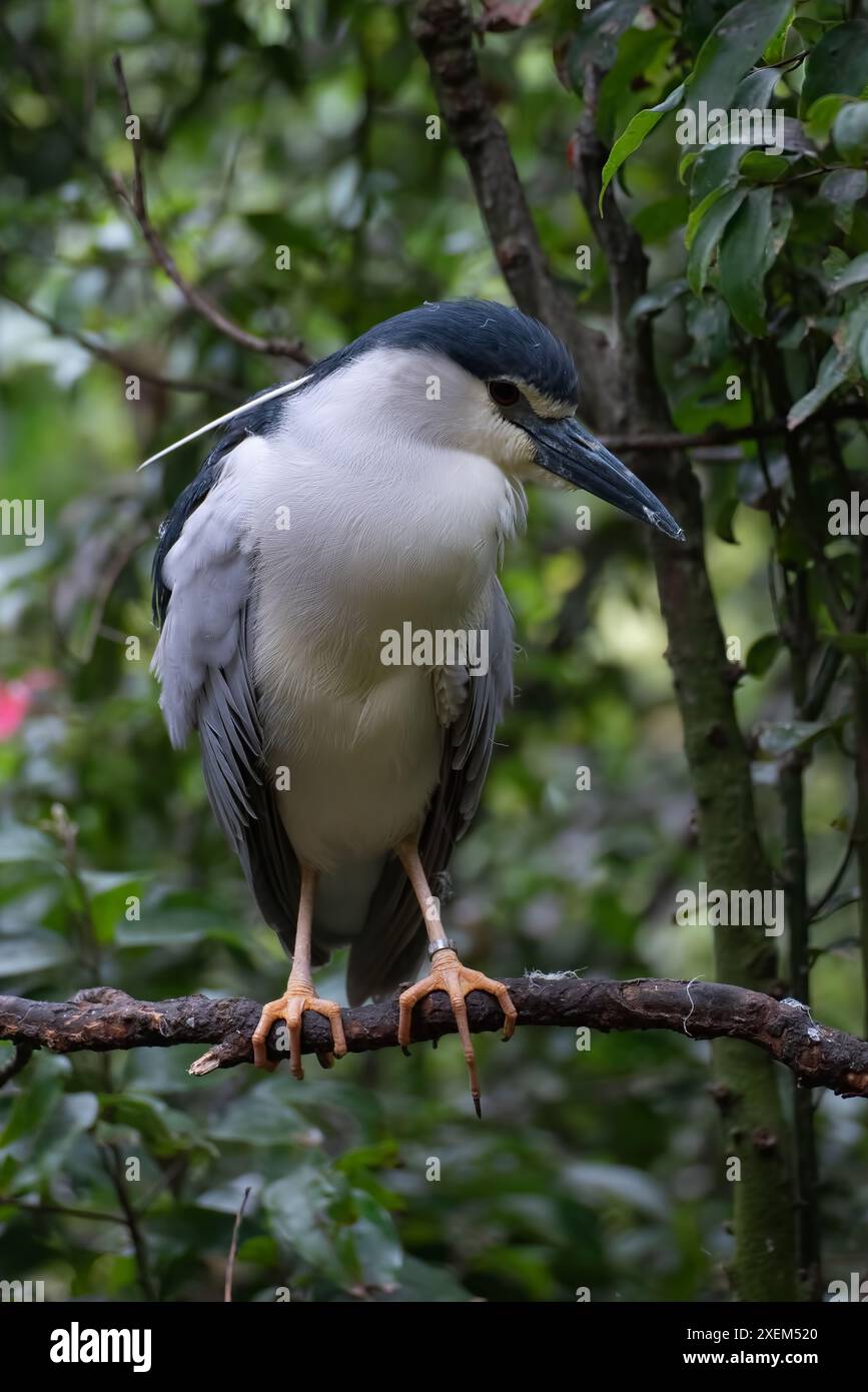 Grauer Reiher, der auf seine Beute wartet Stockfoto