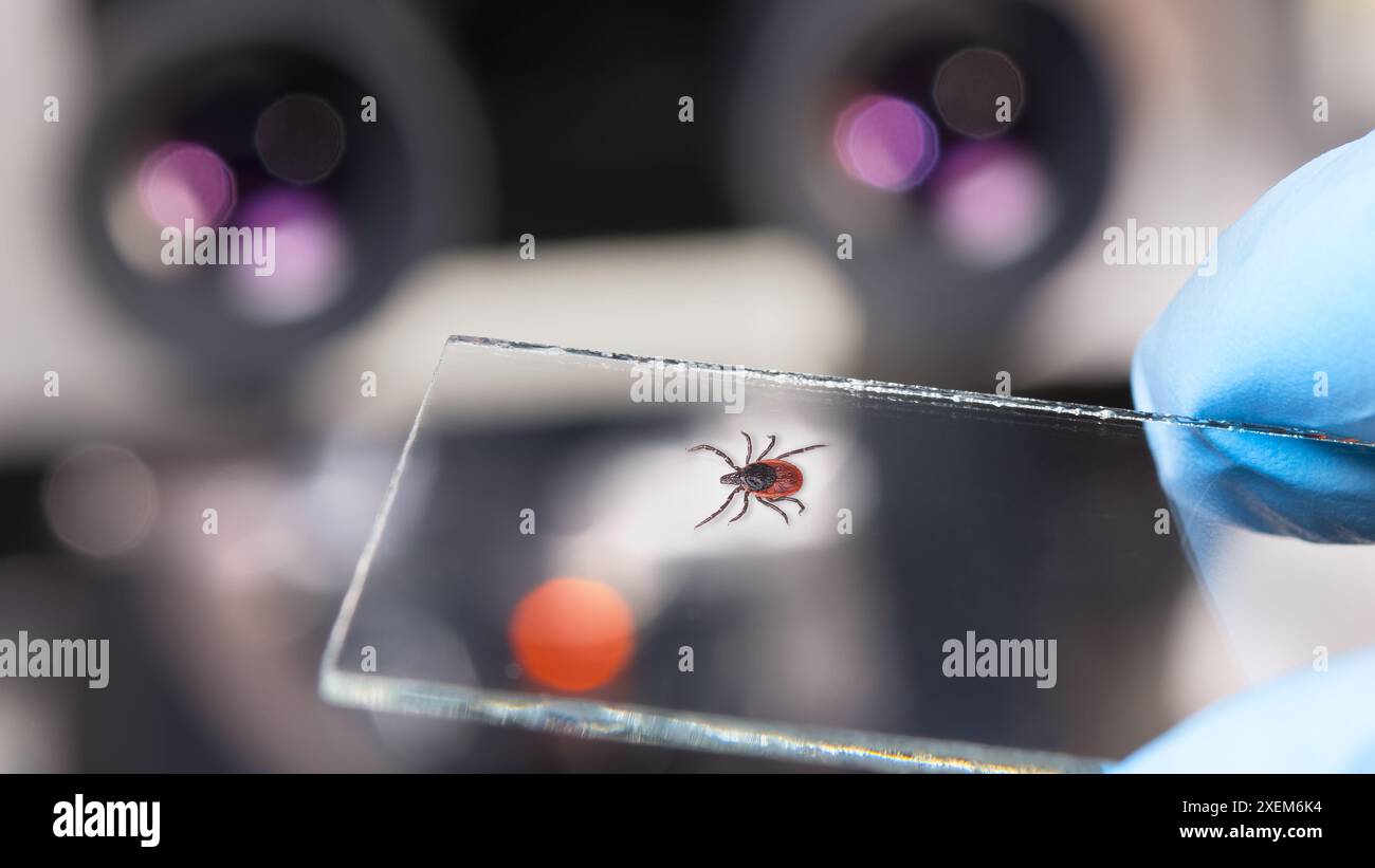 Parasitäre Rizinusbohnenzecke auf Glasträger in der Hand des Labortechnikers. Ixodes ricinus. Diagnose Zeckenübertragungen auf Insektenmilben. Stockfoto