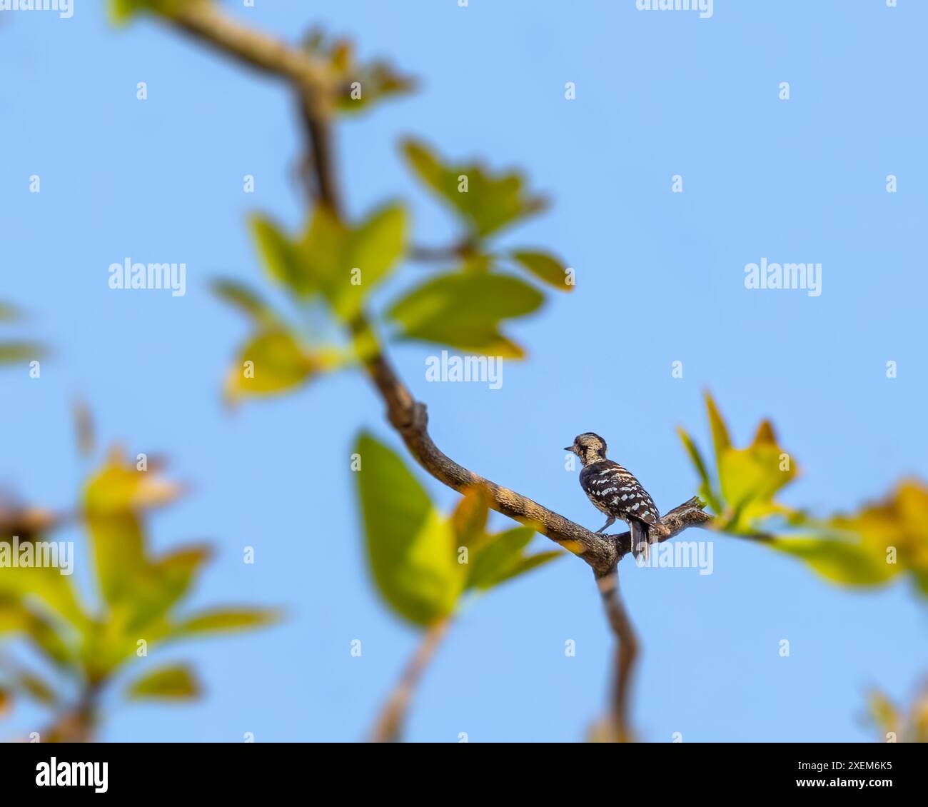Ein Zwergspecht, der auf einem Baum ruht Stockfoto