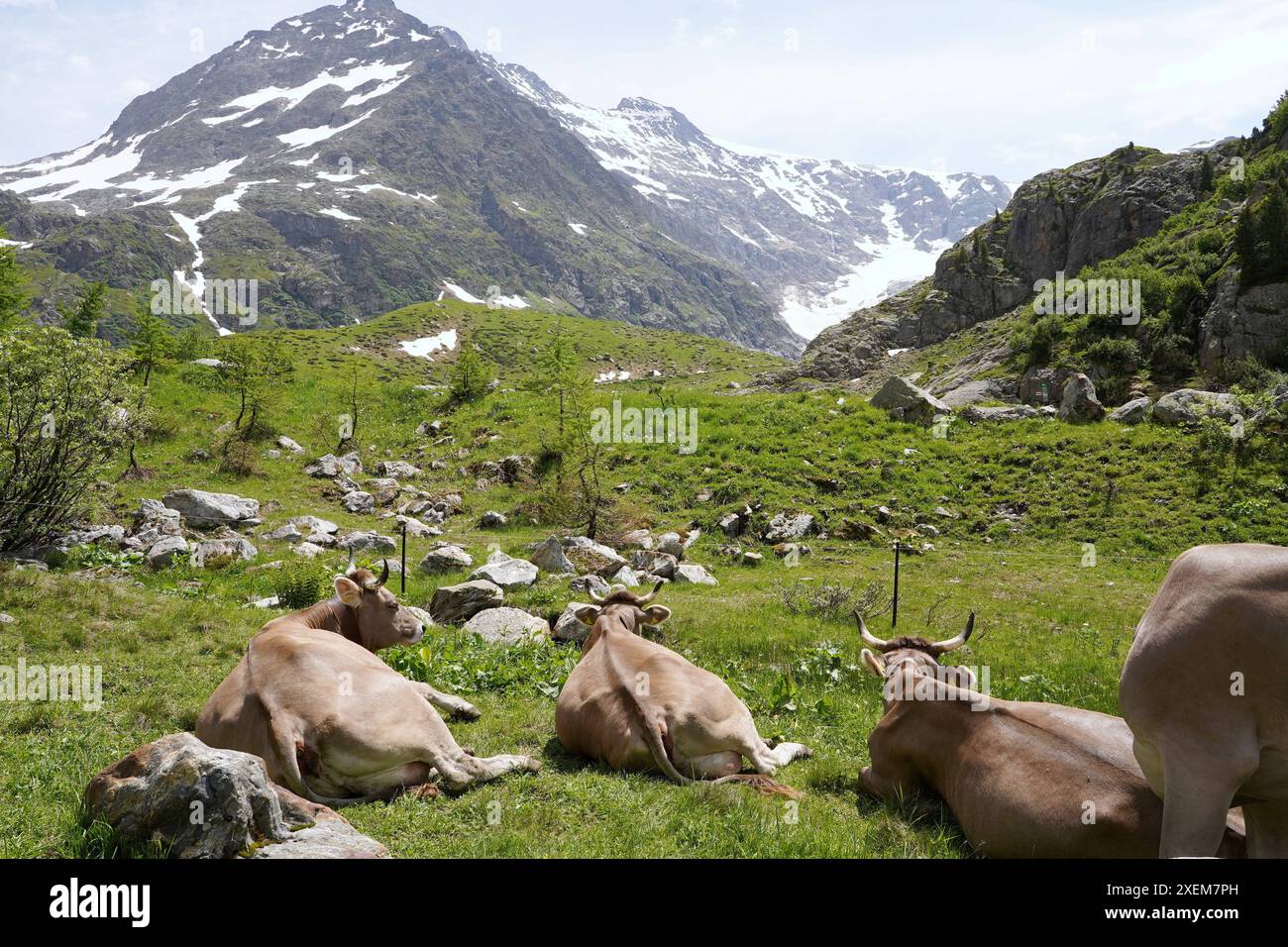 Anton Geisser 28.06.2024 Obwalden Milchmarkt Milch Schweiz. Bild : Kuehe auf einer Alpweide *** Anton Geisser 28 06 2024 Obwalden Milchmarkt Milch Schweiz Bild Kühe auf einer Almweide Stockfoto