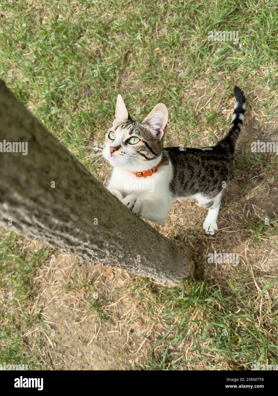 Die Katze schärft ihre Krallen an einem Baumstamm im Garten. Kätzchen klettert auf einen Baumstamm und blickt auf etwas in der Ferne. Haustiere oder Haustiere po Stockfoto