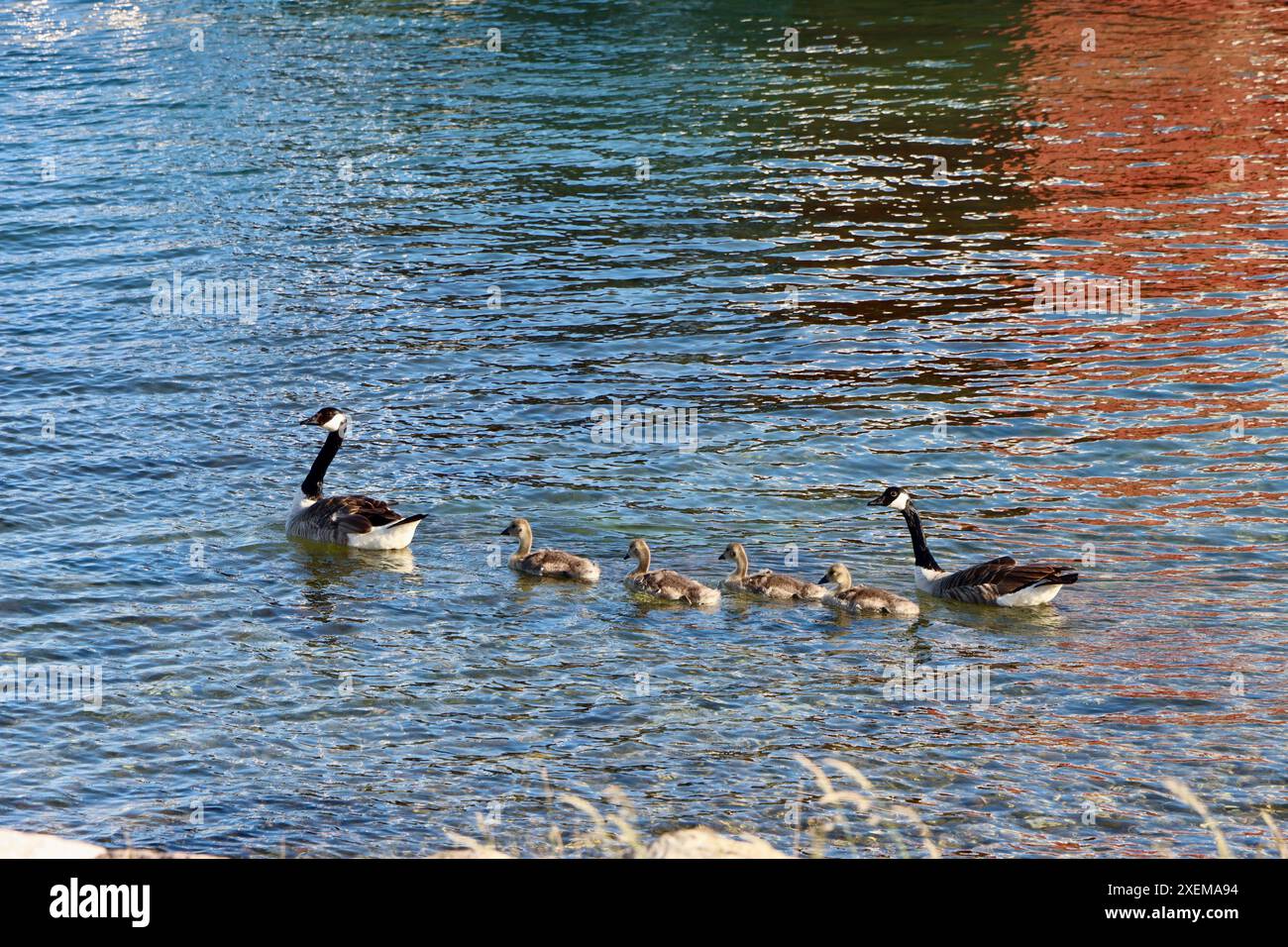 Familie von sechs Gänsen im Fjällbacka-Archipel Juni 2024 Stockfoto