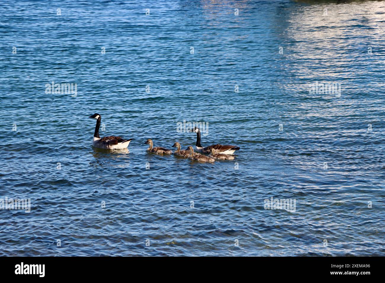 Familie von sechs Gänsen im Fjällbacka-Archipel Juni 2024 Stockfoto