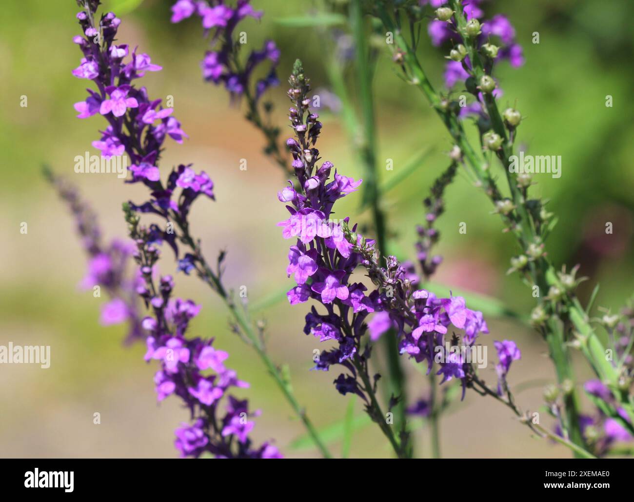 Eine Nahaufnahme von Purple Toadflax, Linaria purpurea Stockfoto