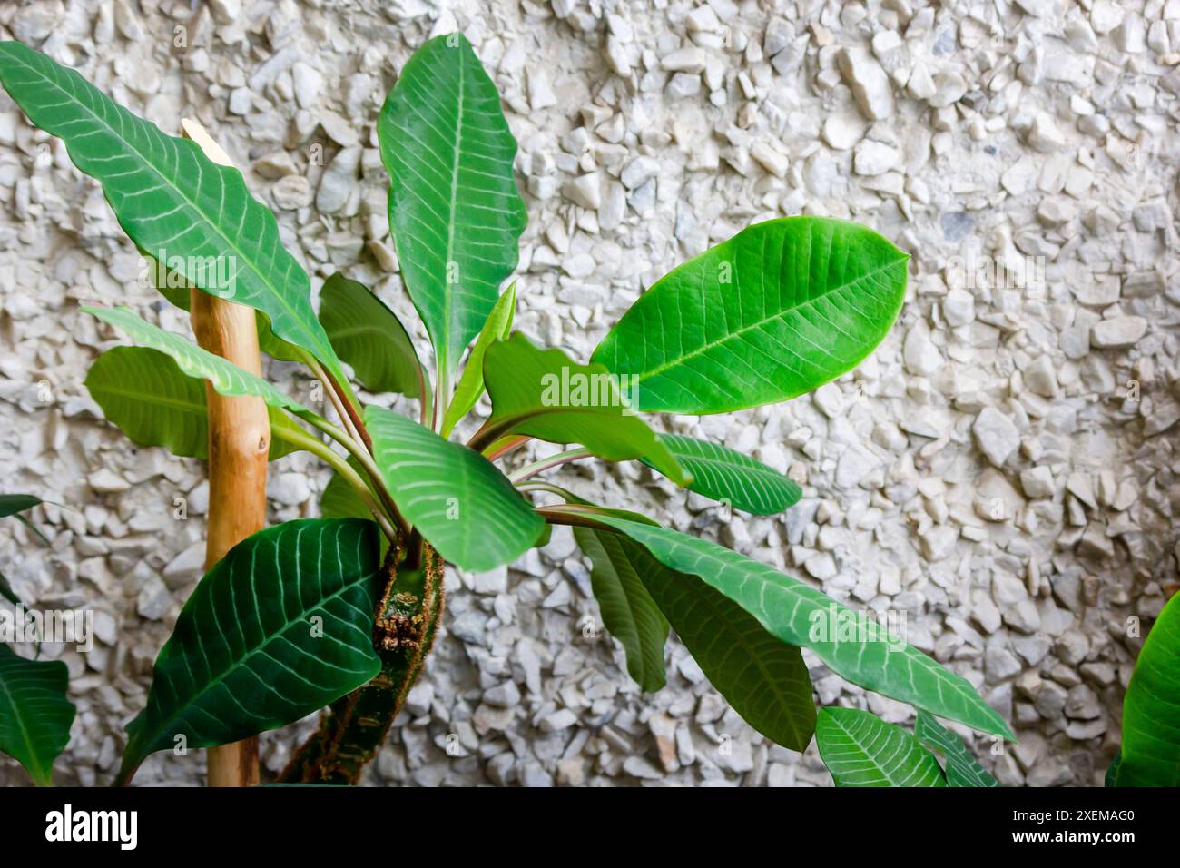 Weißgeäderter Milchgras, lateinische Euphorbia, Affenpalme. Giftig, aber nützlich in der Medizin. Stockfoto