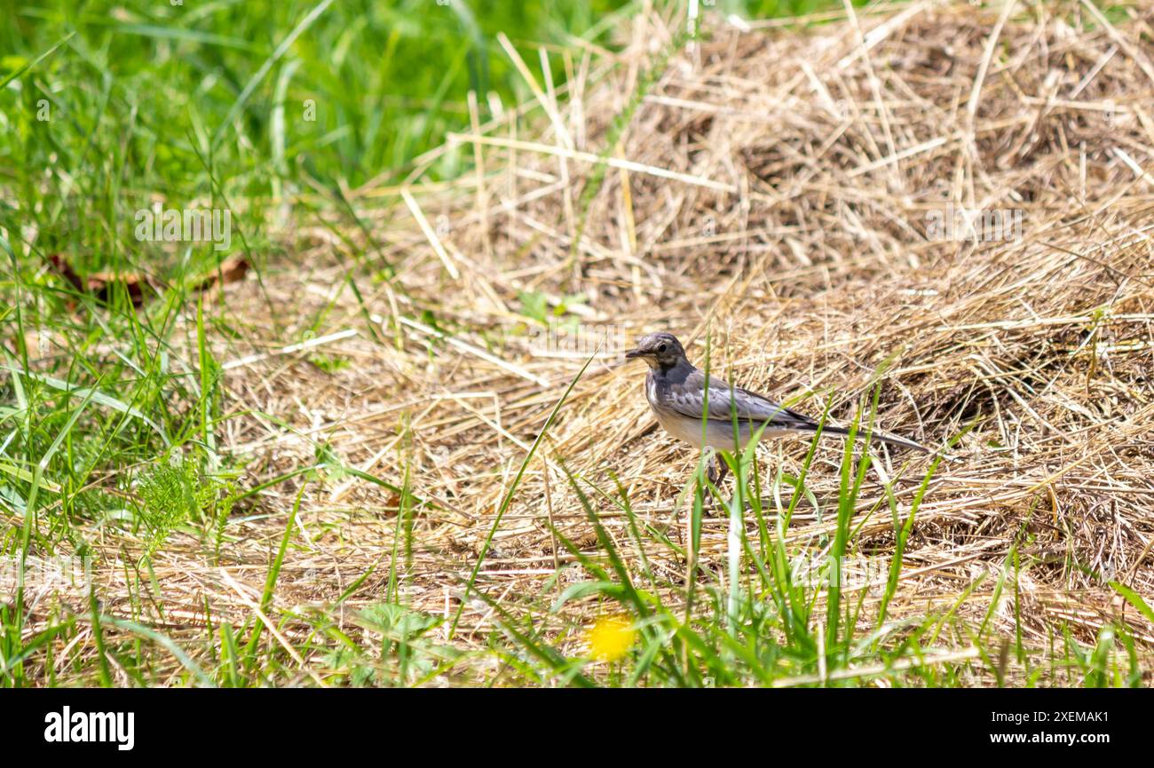 Weißer Bachtail, Motacilla flava. Früh am Morgen sitzt ein junger Vogel auf dem Heu. Stockfoto