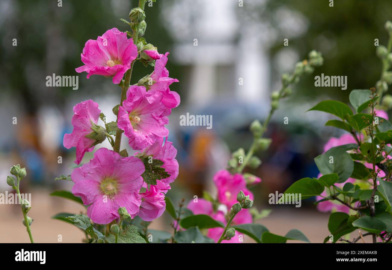 Malzzebra. Die Blüten sind zart rosa mit hellen karmesinroten Adern. Stockfoto