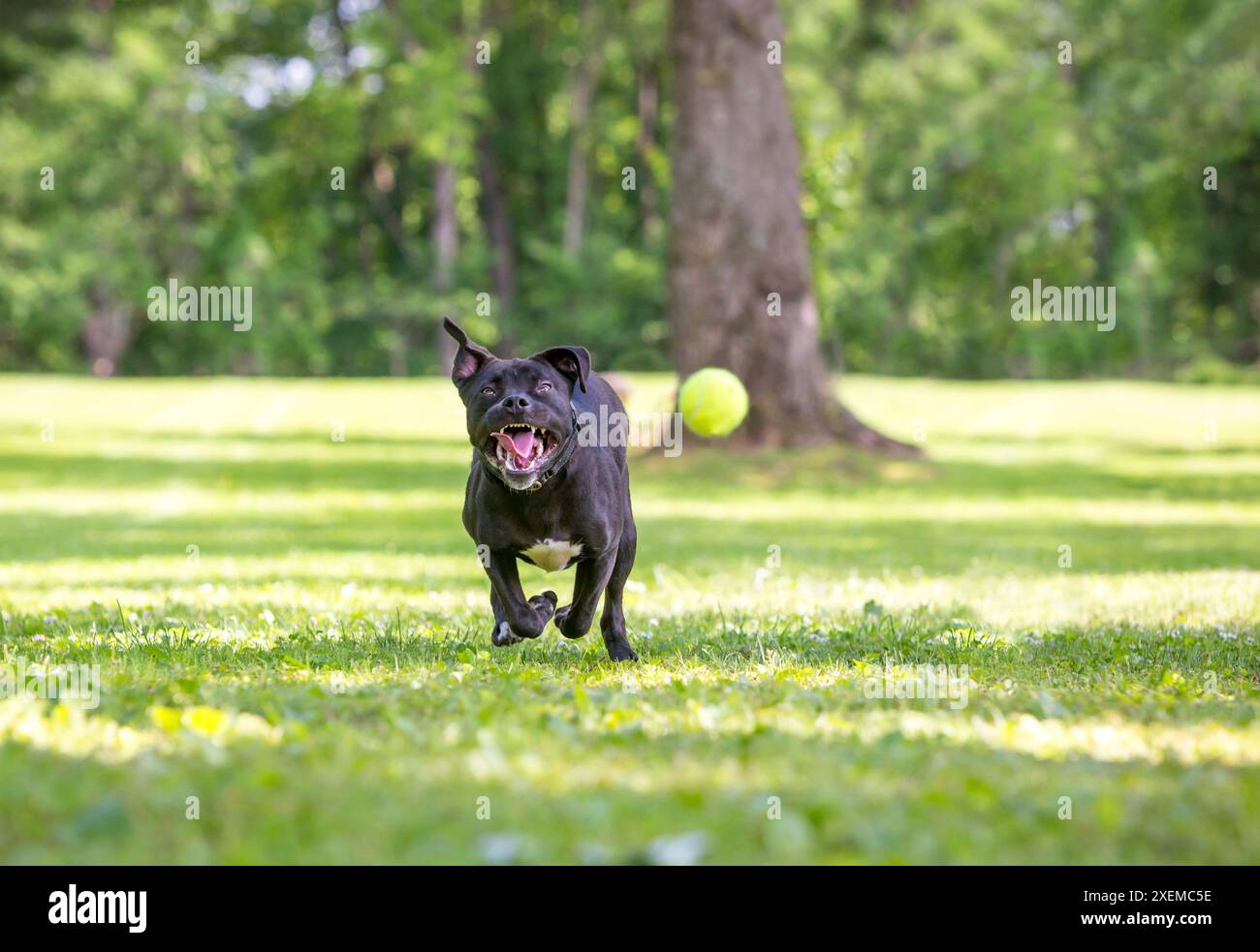 Ein schwarzer Pit Bull Terrier gemischter Hund macht ein lustiges Gesicht, während er einen Ball jagt Stockfoto