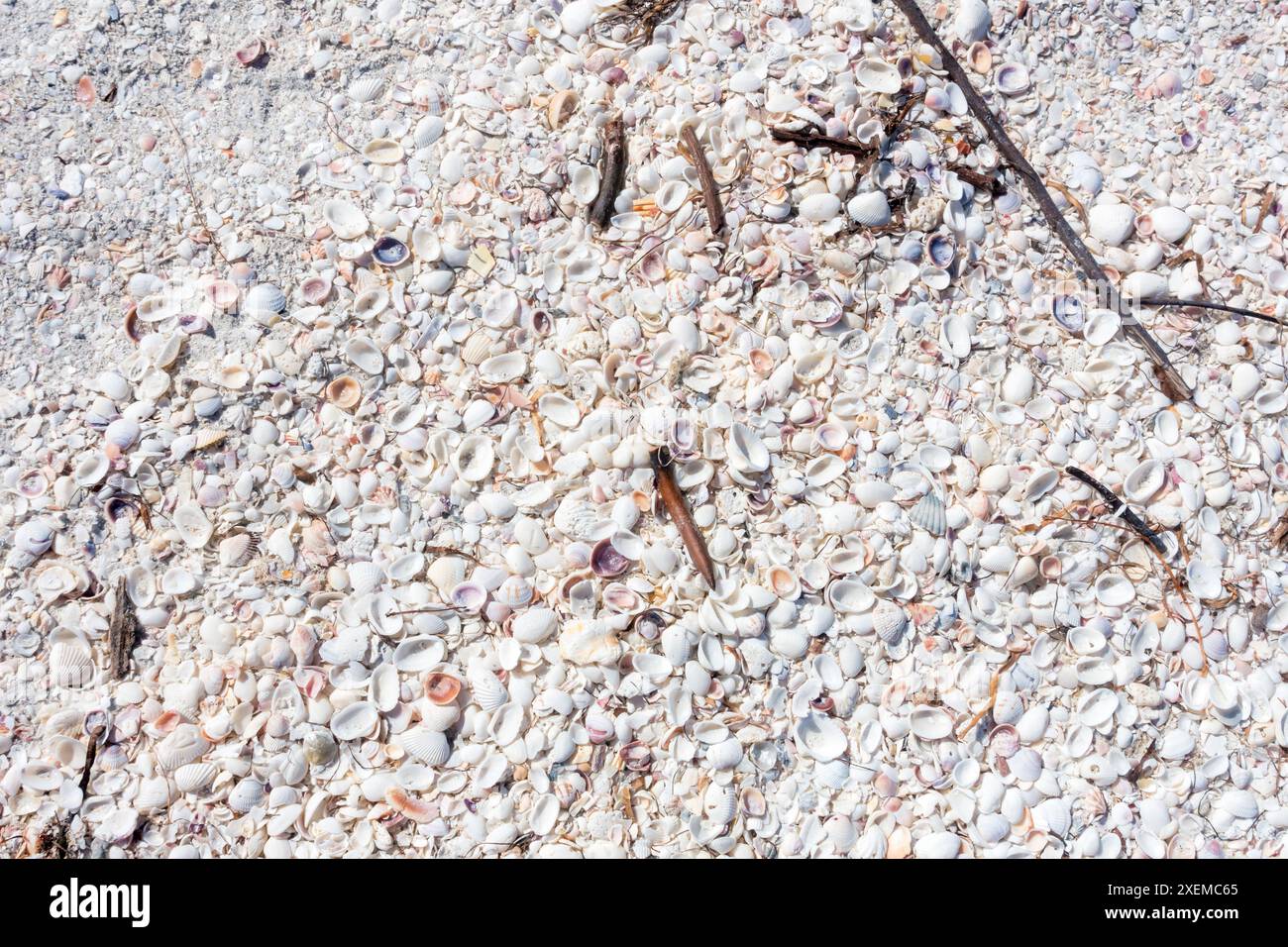 Muscheln bedecken den Strand im Lighthouse Beach Park auf Sanibel Island, Florida Stockfoto