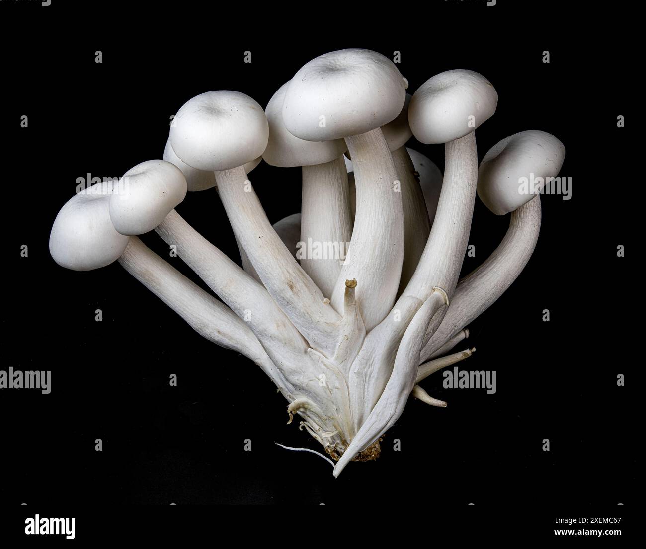 Eine Gruppe von Buchenpilzen (Hypsizygus tessulatus), auch bekannt als Hon-Shimeji oder buna-Shimeji-Pilze oder Meeresfrüchte-Pilze. Stockfoto