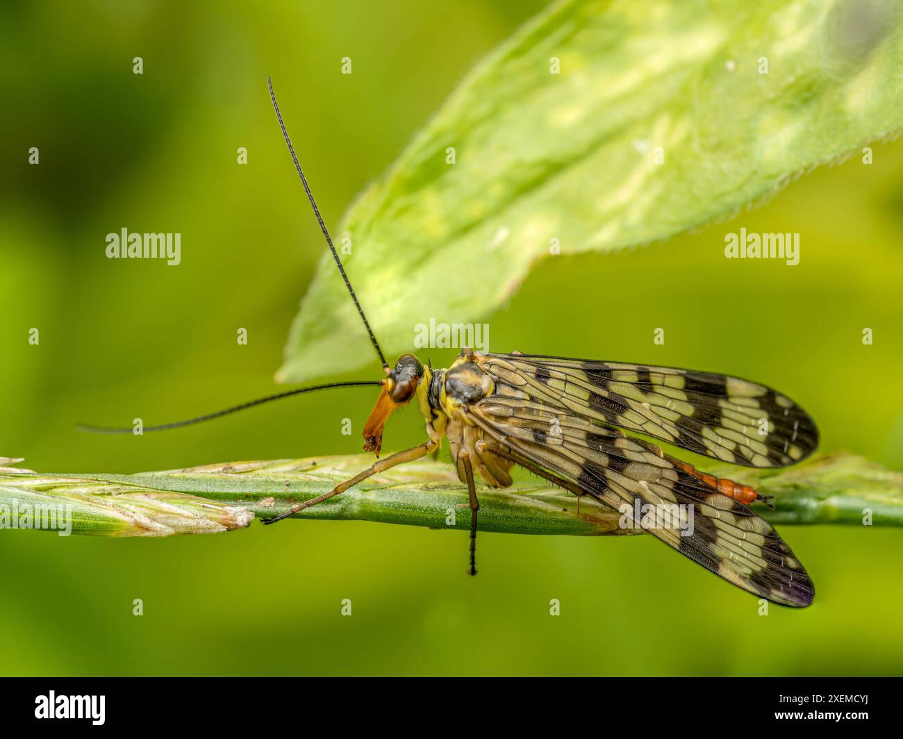 Nahaufnahme einer gemeinen Skorpionfliege, die auf einer Grasklinge sitzt Stockfoto