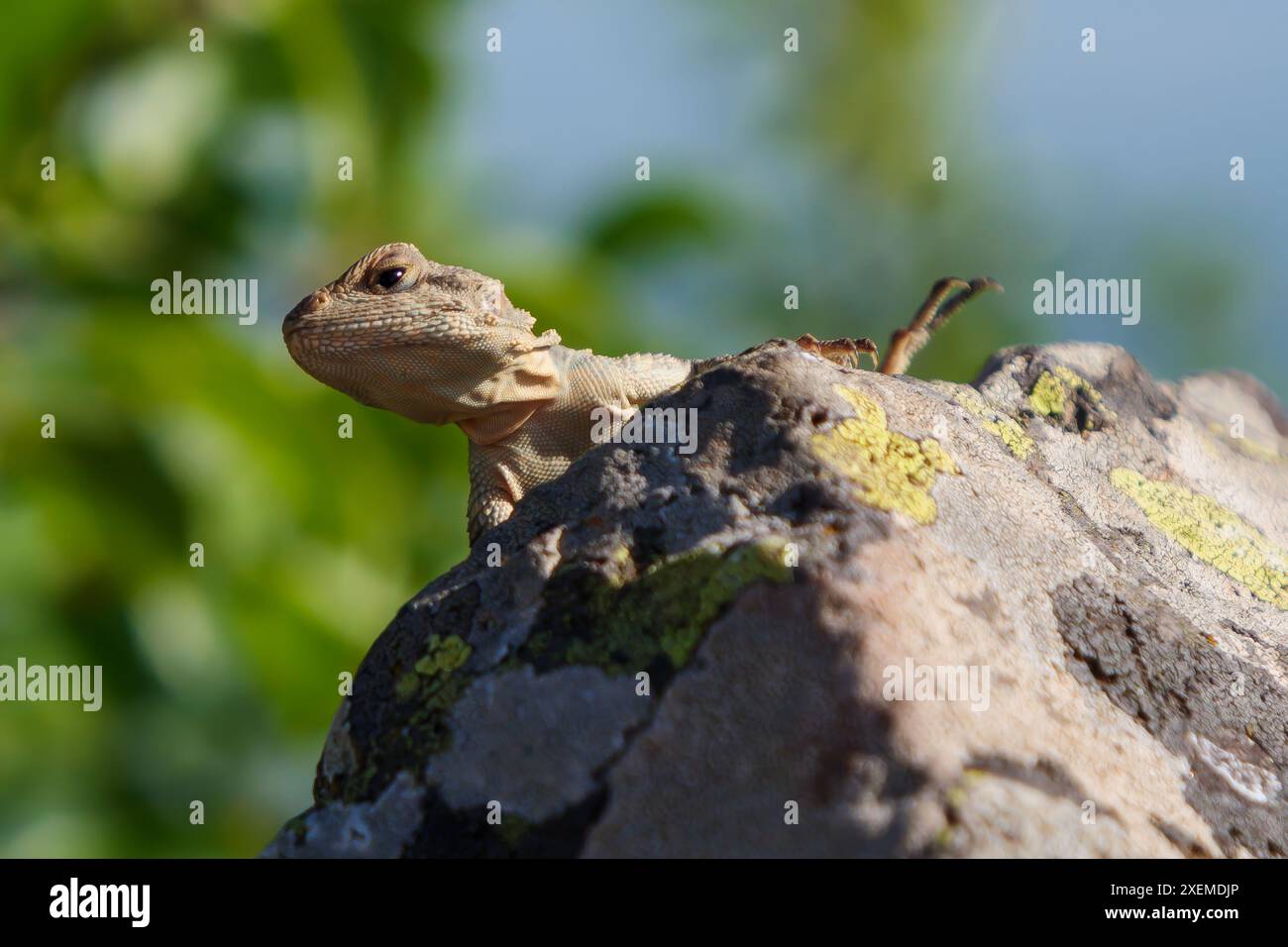 Eine Eidechse sitzt auf einem Felsen, ihr Kopf blickt hinter dem Stein hervor. Es ist ein sonniger Tag und die Echse genießt die Wärme in der wilden Natur. Stockfoto