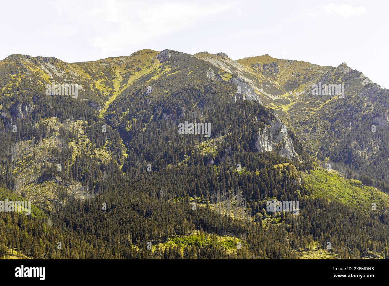 Sehr schöne, majestätische Berge, die ihre Kraft anziehen, bewachsen mit Wäldern vor dem blauen Himmel an einem sonnigen Tag. Stockfoto