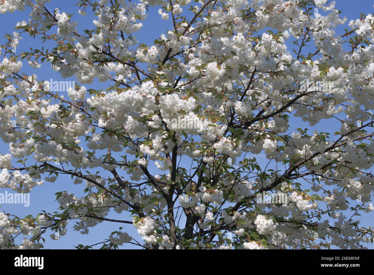 Schneeweiße schöne Kirschblüten. Stockfoto