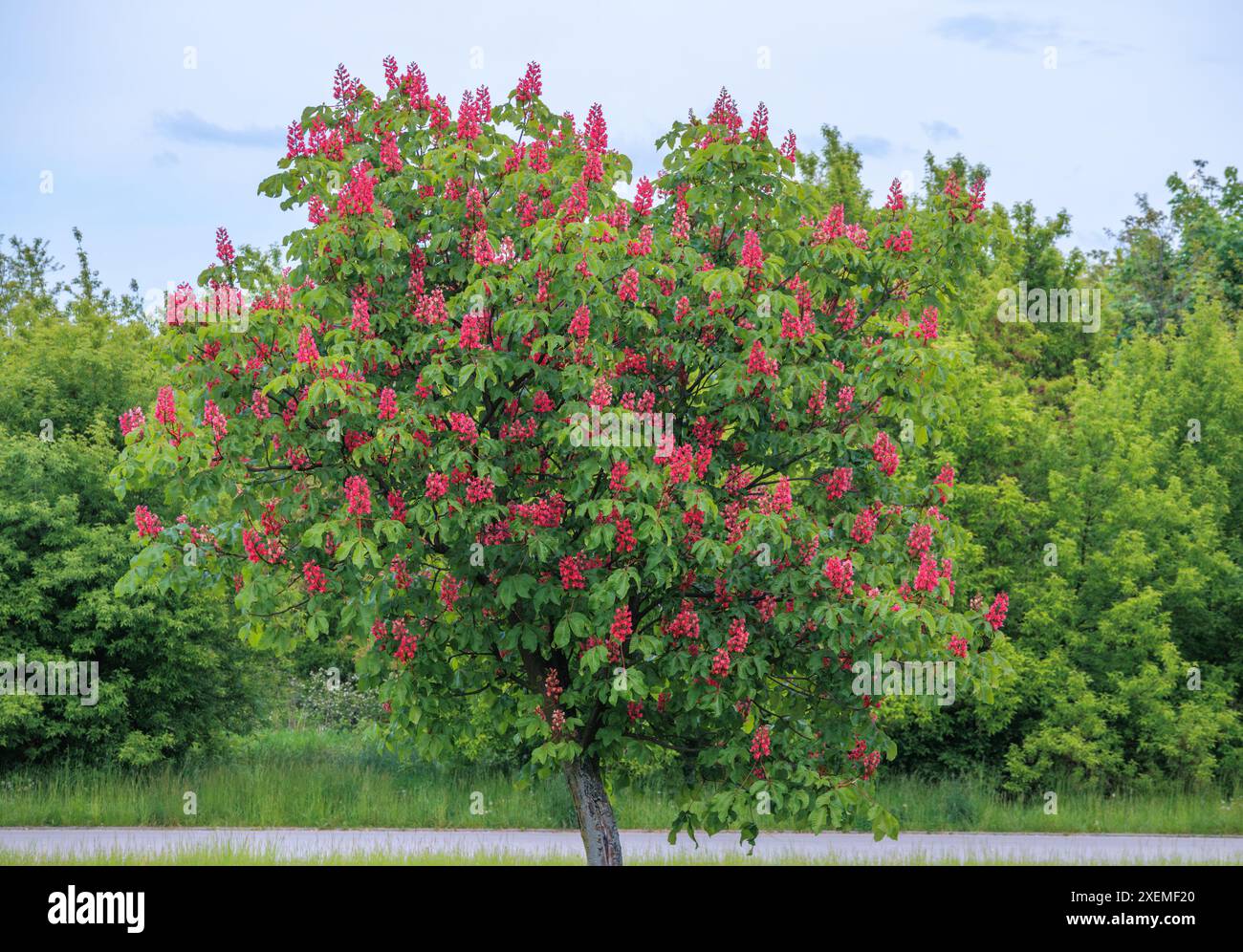 Eine schöne Kastanie mit leuchtend roten Blütenständen. Stockfoto
