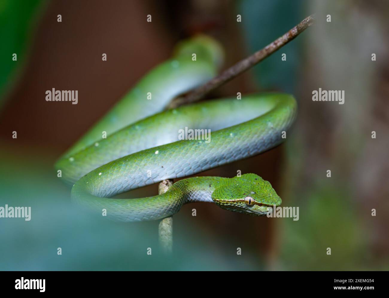 Ein grüner Nord-philippinischer Tempel Pitviper (Tropidolaemus subannulatus) im Wald. Sepilok, Sabah, Borneo, Malaysia. Stockfoto