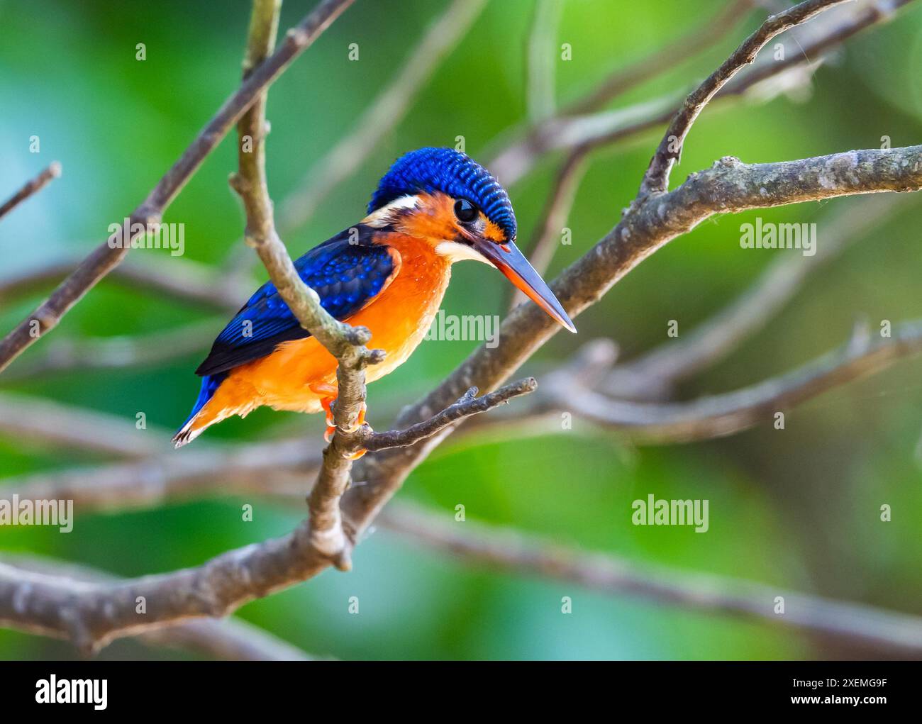 Ein blauohriger Eisvogel (Alcedo Meninting), der auf einem Ast thront. Sabah, Borneo, Malaysia. Stockfoto